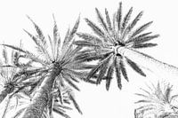 Palms. Digital Art.