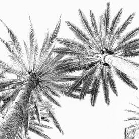 Palmen. Digitale Kunst. von Alie Ekkelenkamp
