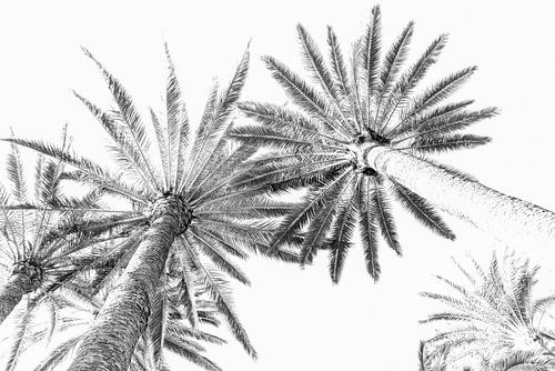 Palmen. Botanische prenten.