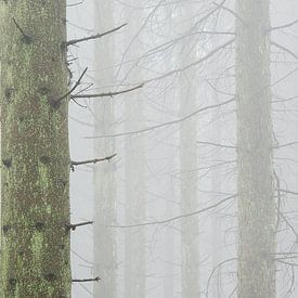 Dennenbos in de mist, Hoge Venen, België van Jeannette Kliebisch
