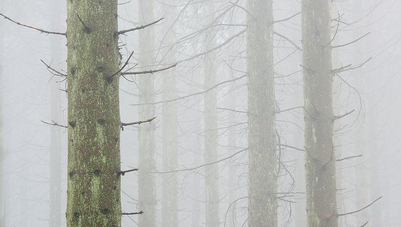 Dennenbos in de mist, Hoge Venen, België van Jeannette Kliebisch