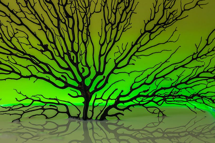 Fan coral with green HG by Thomas Riess