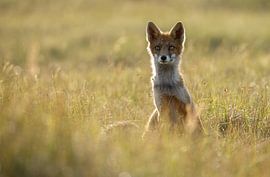 Red fox cub by Menno Schaefer