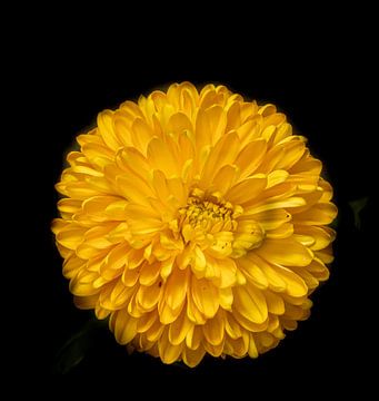 Flower by Hennie Zeij