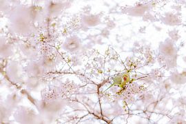 Blüte von Myrthe Vlasveld