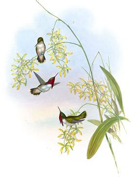 Heloisa's vlamdrager, John Gould van Hummingbirds