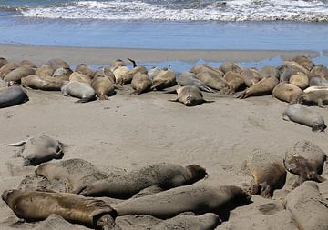Phoque de chien sur Matthias Brix