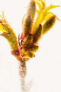 Kängurublume in Eis 3