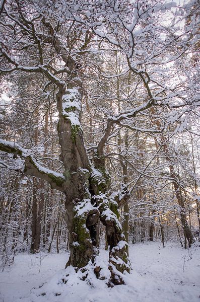 Winterliche Hutebuche von Jürgen Schmittdiel Photography