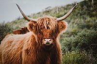 Scottish Highlander in the dune
