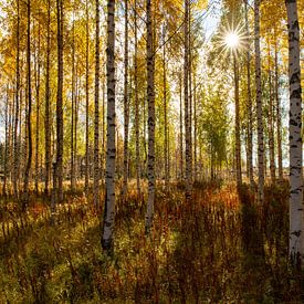 Autumn sun in the birch forest by Claudia van Zanten