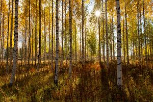 Herfstzon in het berkenbos