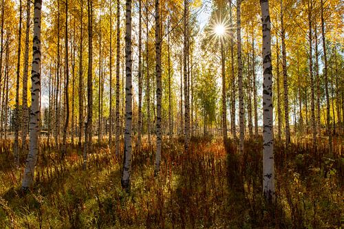 Autumn sun in the birch forest by Claudia van Zanten