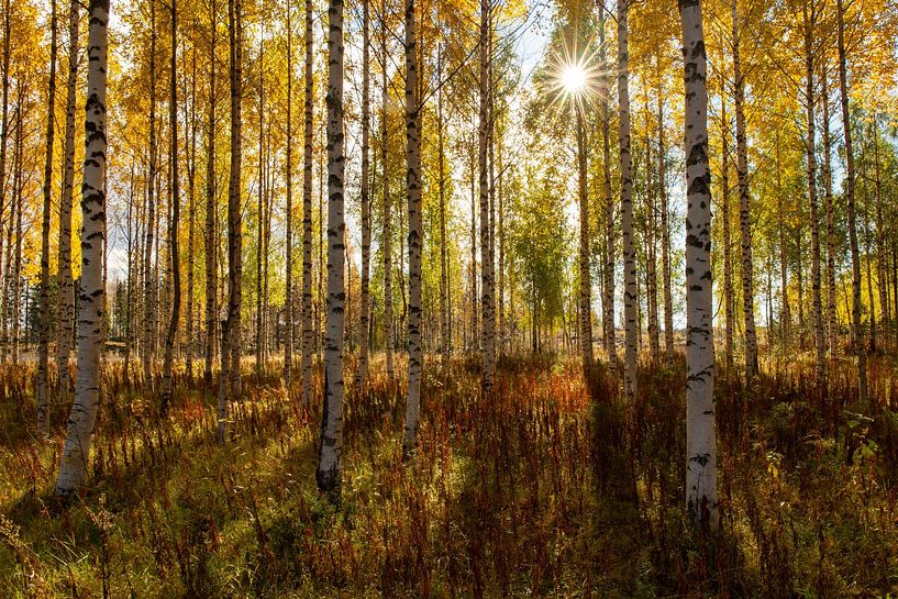 Autumn sun in the birch forest by Claudia van Zanten