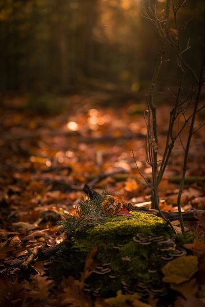 Morning light on tree trunk with moss in autumn forest by Mayra Fotografie