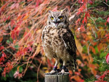 Owl in Germany (Wildpark Daun) Bird of Prey by Tieme Snijders