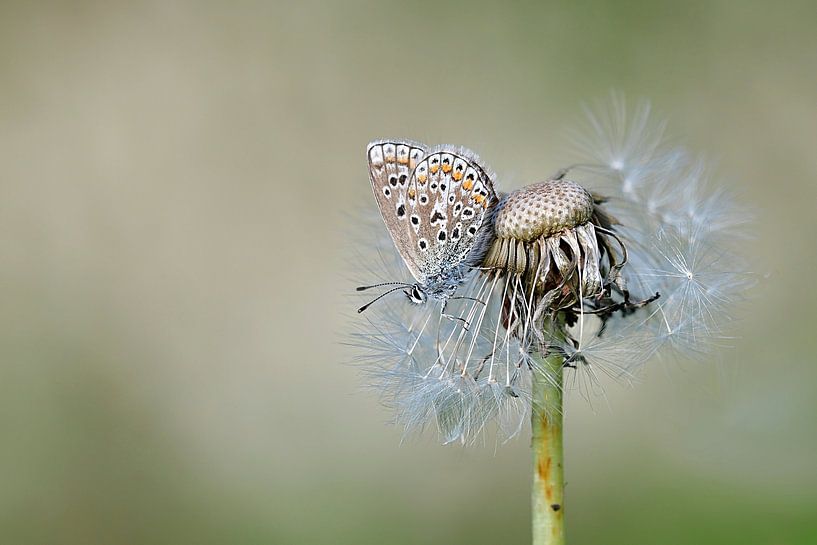 Ikarus blau von Sandra Raangs