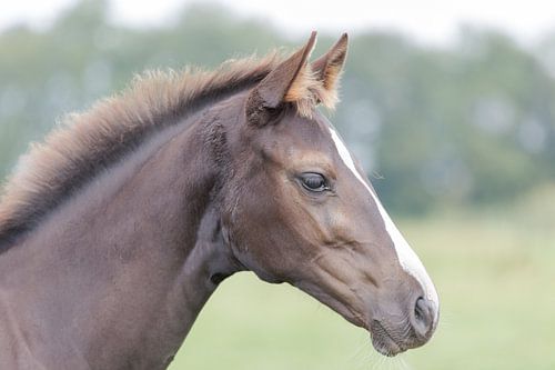 Paard, portretfoto van een veulen