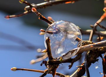 frozen bubble part 7 van Tania Perneel