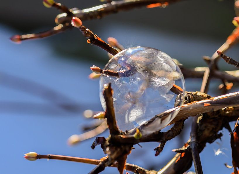 frozen bubble part 7 by Tania Perneel