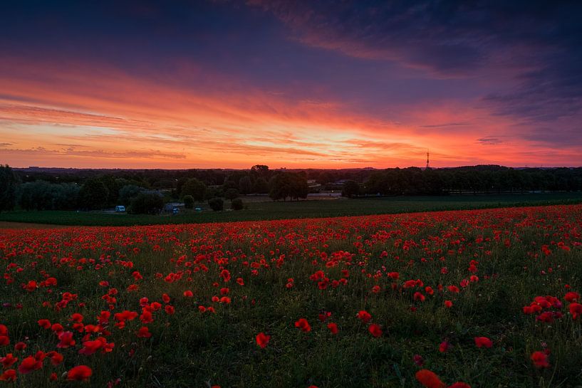 zonsopkomst boven de klaprozen van Francois Debets