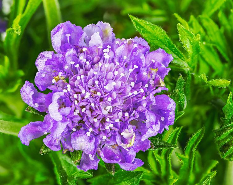 Paarse bloem van een Scabiosa van ManfredFotos