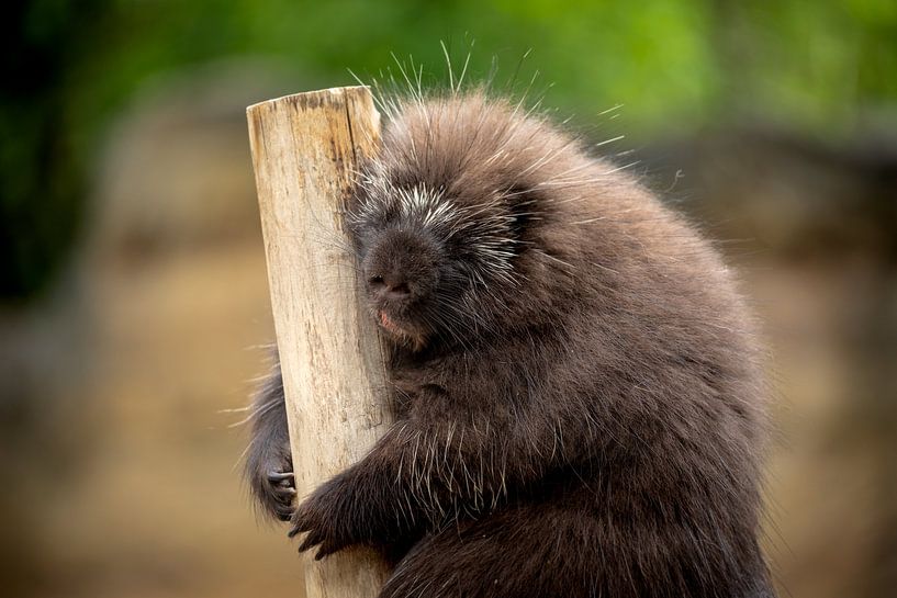 Porcupine by VIDEOMUNDUM