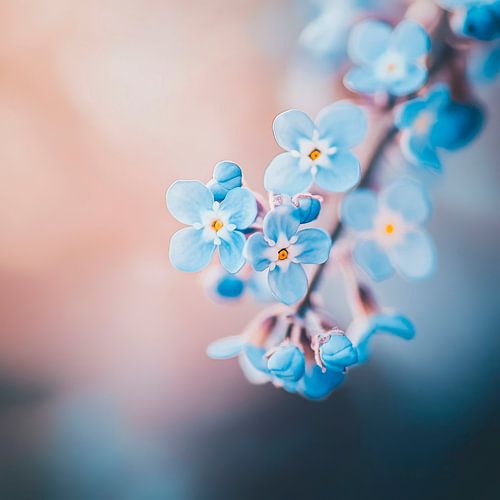 Vergeet-me-niet bloemen