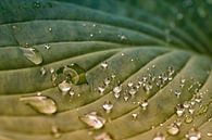 Close-up van regendruppels op een Hosta blad van Cor de Hamer thumbnail