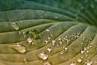 Close-up van regendruppels op een Hosta blad