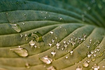 Nahaufnahme von Regentropfen auf einem Hosta-Blatt