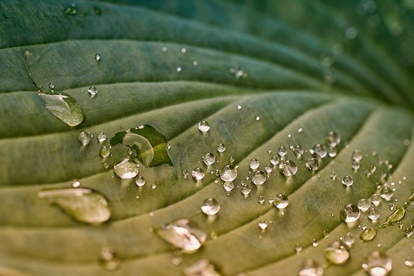 Close-up van regendruppels op een Hosta blad van Cor de Hamer