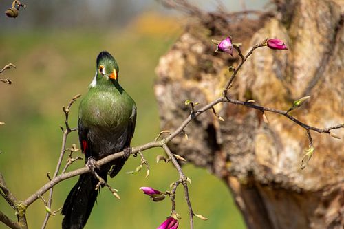 Turaco zittend op een tak, kijkend naar de camera.