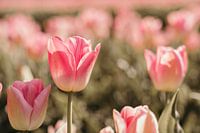 Pink Tulip