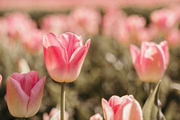 Rosa Tulpe von Caar Fotografie