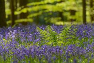 Bloeiende Wilde Hyacinten bloemen in een mistig beukenbos van Sjoerd van der Wal Fotografie thumbnail