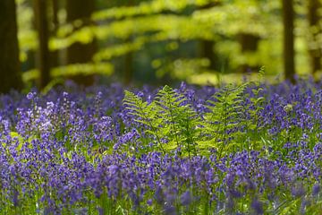 Bluebell flowers and fern plants in a Beech tree forest during a by Sjoerd van der Wal