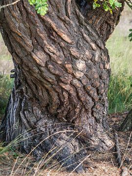 Tree bark - Bark with drawing