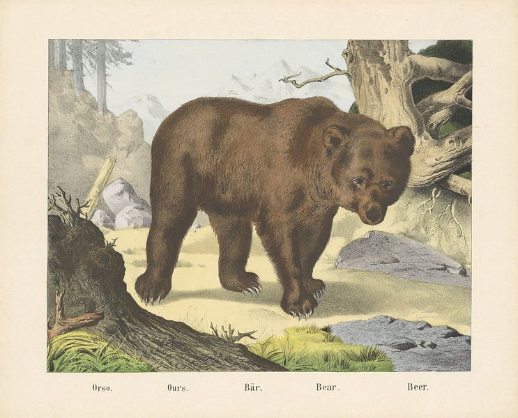 Orso. / Le nôtre. / Bär. / Ours. / Ours, firme de Joseph Scholz, 1829 - 1880 par Gave Meesters