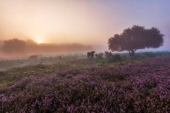 Highlander écossais sur la lande