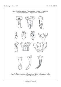 Flores notitia-Karte B
