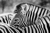 Black-and-white portrait of a steppe zebra / zebra - Etosha, Namibia by Martijn Smeets thumbnail