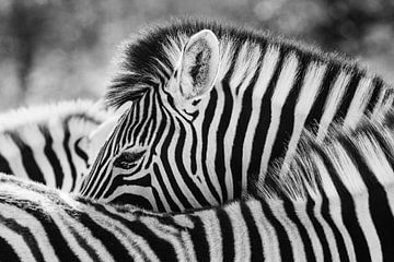 Zwart-wit portret van een steppezebra / zebra - Etosha, Namibië