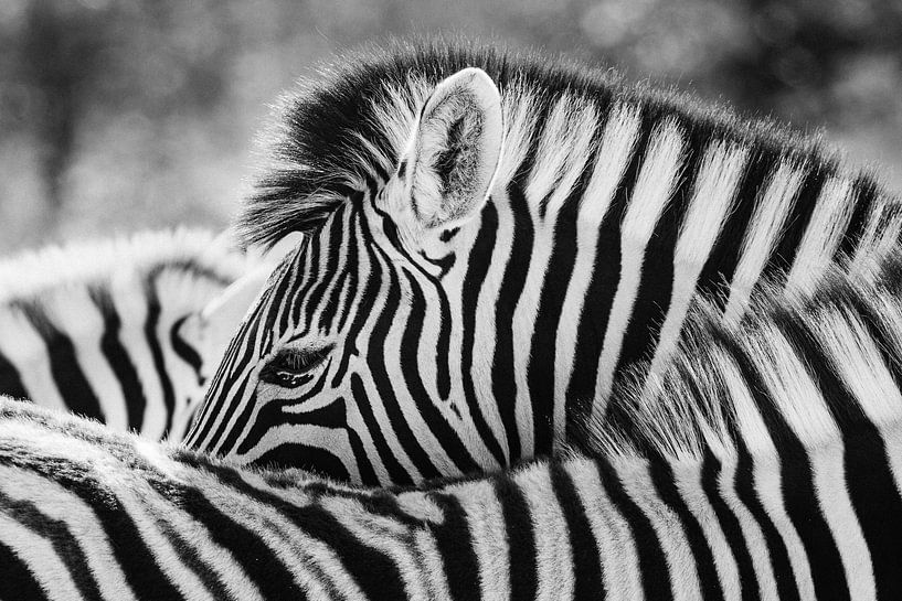 Schwarzweiss-Porträt eines Steppenzebras  - Etosha, Namibia von Martijn Smeets