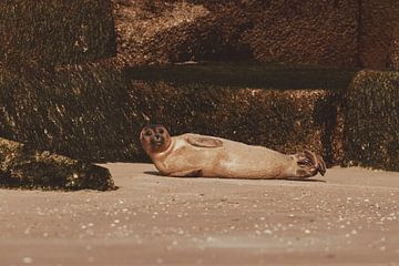 Gewone Zeehond aan het relaxen op het strand van Scheveningen van Anne Zwagers