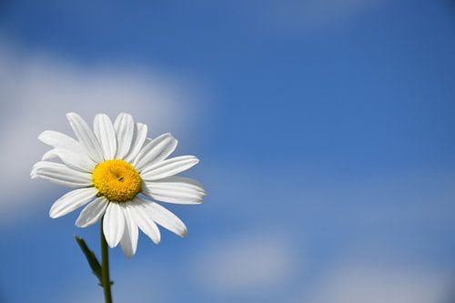 Een madeliefje onder een blauwe hemel