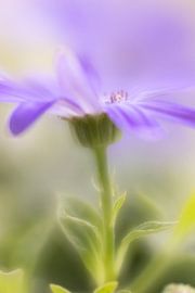 Pericallis by Janny Kleijn