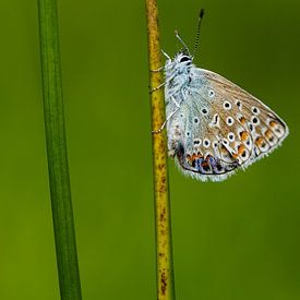 Common blue butterfly by Joop Gerretse