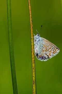 Common blue butterfly