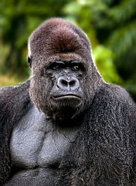 I`m the boss von Nildo Scoop